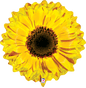 Betallic 24" Yellow Sunflower Balloon